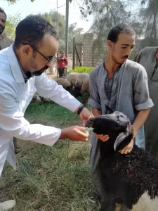 ضمن مبادرة 100 يوم | "بيطري الجيزة" تطلق 4 قوافل علاجية مجانية بقري المحافظة.. لدعم المربين 26 - جريدة المساء