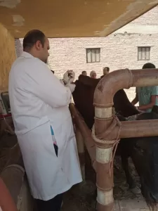 ضمن مبادرة 100 يوم | "بيطري الجيزة" تطلق 4 قوافل علاجية مجانية بقري المحافظة.. لدعم المربين 24 - جريدة المساء