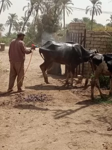 ضمن مبادرة 100 يوم | "بيطري الجيزة" تطلق 4 قوافل علاجية مجانية بقري المحافظة.. لدعم المربين 20 - جريدة المساء