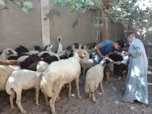 ضمن مبادرة "بداية".. "بيطري الجيزة" تطلق الحملة القومية لتحصين الماشية ضد طاعون المجترات ب"قري" المحافظة 27 - جريدة المساء