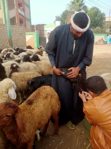 ضمن مبادرة "بداية".. "بيطري الجيزة" تطلق الحملة القومية لتحصين الماشية ضد طاعون المجترات ب"قري" المحافظة 25 - جريدة المساء