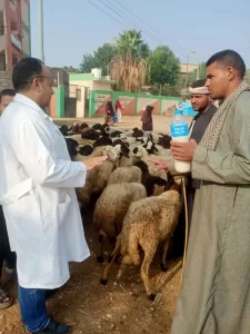 ضمن مبادرة "بداية".. "بيطري الجيزة" تطلق الحملة القومية لتحصين الماشية ضد طاعون المجترات ب"قري" المحافظة 23 - جريدة المساء