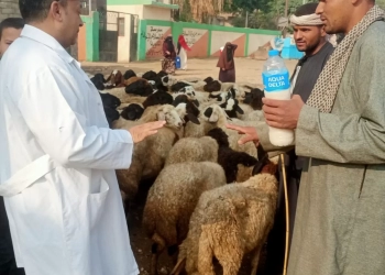 ضمن مبادرة "بداية".. "بيطري الجيزة" تطلق الحملة القومية لتحصين الماشية ضد طاعون المجترات ب"قري" المحافظة 28 - جريدة المساء