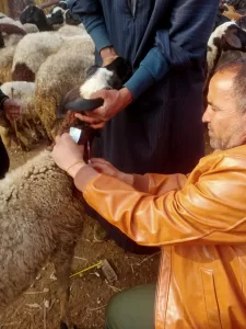 ضمن مبادرة "بداية".. "بيطري الجيزة" تطلق الحملة القومية لتحصين الماشية ضد طاعون المجترات ب"قري" المحافظة 21 - جريدة المساء