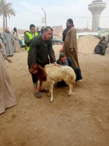 ضمن مبادرة "بداية".. "بيطري الجيزة" تطلق الحملة القومية لتحصين الماشية ضد طاعون المجترات ب"قري" المحافظة 19 - جريدة المساء