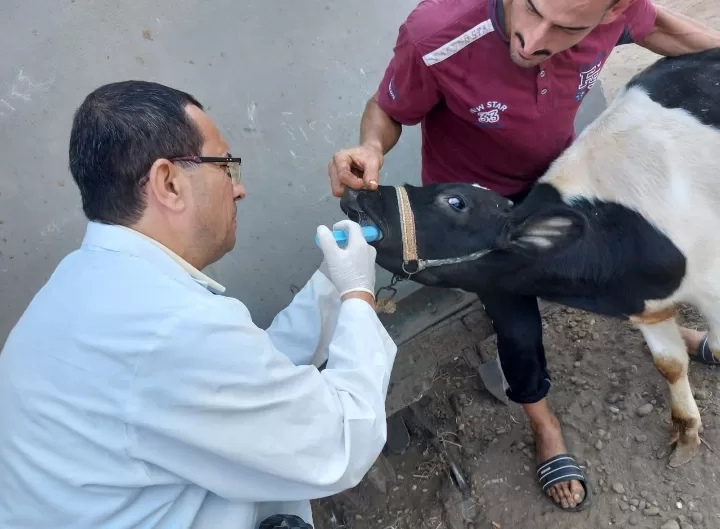 بحوث الصحه الحيوانيه :فحص أكثر من 5000 حيوان في 7 محافظات 19 - جريدة المساء