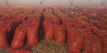 "الزراعة" تشن حملات كبري على ثلاجات البطاطس لضبط الكميات المخزنة وطرحها في الأسواق 2 - جريدة المساء "الزراعة" تشن حملات كبري على ثلاجات البطاطس لضبط الكميات المخزنة وطرحها في الأسواق 1 - جريدة المساء