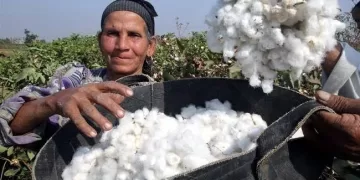 الزراعه: القطن من المحاصيل الاستراتيجية (سعر الضمان) شجع المزارعين على زياده المساحه المنزرعه 1 - جريدة المساء