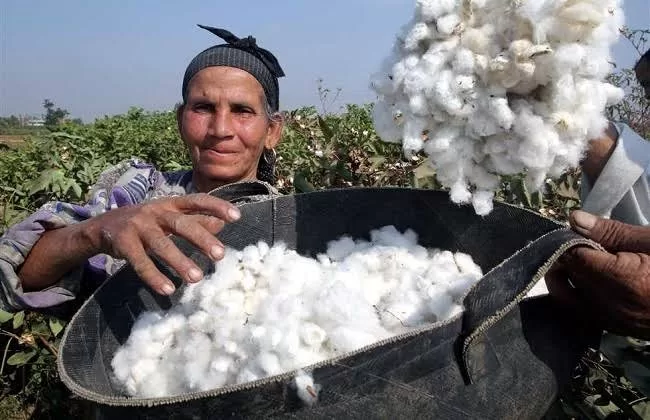 الزراعه: القطن من المحاصيل الاستراتيجية (سعر الضمان) شجع المزارعين على زياده المساحه المنزرعه 18 - جريدة المساء