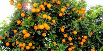 طفره غير مسبوقه فى الصادرات الزراعيه والموالح فى الصداره.. 1 - جريدة المساء