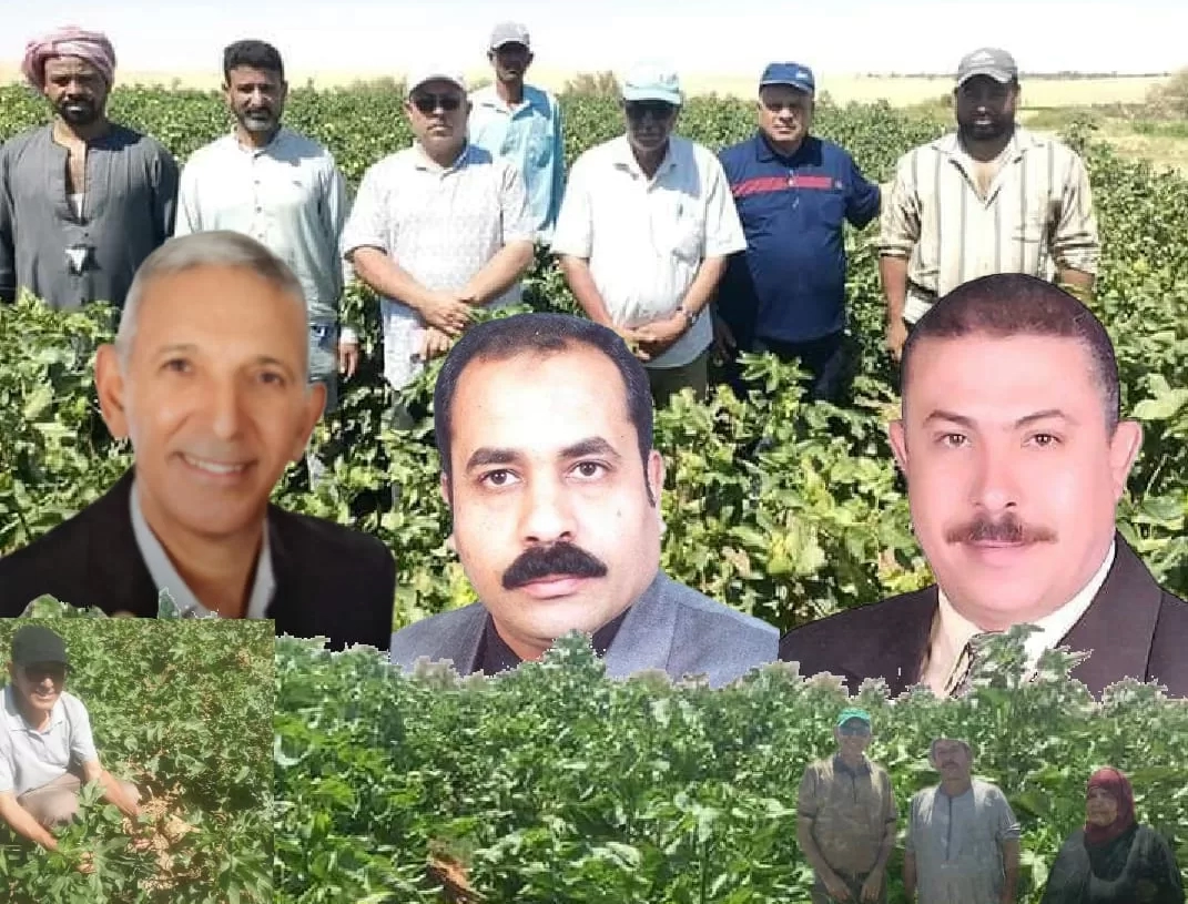 الذهب الأبيض يغزو الصحراء الغربية.. 15 - جريدة المساء