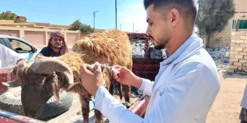 قوافل بيطرية بمطروح تزامنا مع الاحتفال بعيد الفلاح 1 - جريدة المساء