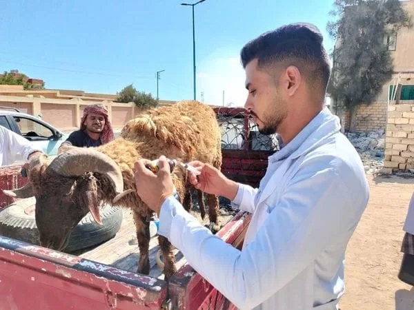 قوافل بيطرية بمطروح تزامنا مع الاحتفال بعيد الفلاح 19 - جريدة المساء