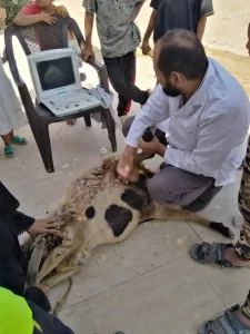 ضبط 27 طن لحوم ودواجن وكبدة فاسدة بالجيزة خلال حملات شهر سبتمبر 27 - جريدة المساء