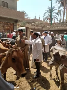 ضبط 27 طن لحوم ودواجن وكبدة فاسدة بالجيزة خلال حملات شهر سبتمبر 29 - جريدة المساء