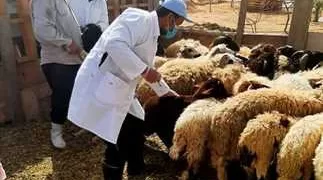 تحصين ٧٣٧٨٠ رأس أغنام ضد مرض طاعون المجترات الصغيرة .. فى مطروح  1 - جريدة المساء