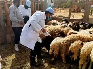 تحصين ٧٣٧٨٠ رأس أغنام ضد مرض طاعون المجترات الصغيرة .. فى مطروح  18 - جريدة المساء