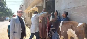 قافلة بيطرية علاجية مجانية وقائية إرشادية بقرية منقريوس بسمالوط 19 - جريدة المساء