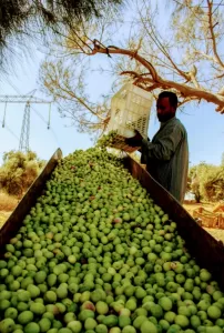 مصر رقم 1عالميا في إنتاج الزيتون.. الوصول الي 100مليون شجرة قريبا 48 - جريدة المساء مصر رقم 1عالميا في إنتاج الزيتون.. الوصول الي 100مليون شجرة قريبا 47 - جريدة المساء