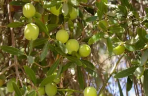 مصر رقم 1عالميا في إنتاج الزيتون.. الوصول الي 100مليون شجرة قريبا 46 - جريدة المساء مصر رقم 1عالميا في إنتاج الزيتون.. الوصول الي 100مليون شجرة قريبا 45 - جريدة المساء