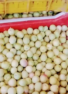 مصر رقم 1عالميا في إنتاج الزيتون.. الوصول الي 100مليون شجرة قريبا 32 - جريدة المساء مصر رقم 1عالميا في إنتاج الزيتون.. الوصول الي 100مليون شجرة قريبا 31 - جريدة المساء