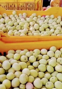 مصر رقم 1عالميا في إنتاج الزيتون.. الوصول الي 100مليون شجرة قريبا 30 - جريدة المساء مصر رقم 1عالميا في إنتاج الزيتون.. الوصول الي 100مليون شجرة قريبا 29 - جريدة المساء