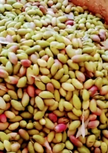 مصر رقم 1عالميا في إنتاج الزيتون.. الوصول الي 100مليون شجرة قريبا 26 - جريدة المساء مصر رقم 1عالميا في إنتاج الزيتون.. الوصول الي 100مليون شجرة قريبا 25 - جريدة المساء