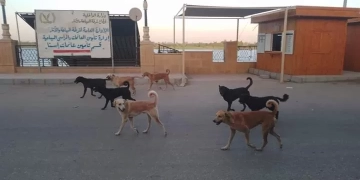 مناطق إسنا السياحية ٠ ٠ لم تسلم من الكلاب الضالة 2 - جريدة المساء مناطق إسنا السياحية ٠ ٠ لم تسلم من الكلاب الضالة 1 - جريدة المساء