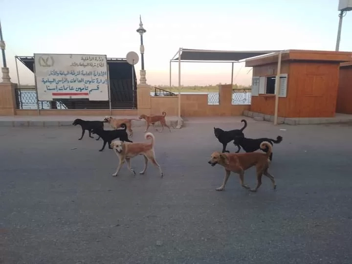 مناطق إسنا السياحية ٠ ٠ لم تسلم من الكلاب الضالة 20 - جريدة المساء مناطق إسنا السياحية ٠ ٠ لم تسلم من الكلاب الضالة 19 - جريدة المساء