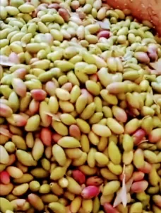 مصر رقم 1عالميا في إنتاج الزيتون.. الوصول الي 100مليون شجرة قريبا 42 - جريدة المساء مصر رقم 1عالميا في إنتاج الزيتون.. الوصول الي 100مليون شجرة قريبا 41 - جريدة المساء