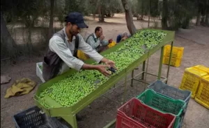 مصر رقم 1عالميا في إنتاج الزيتون.. الوصول الي 100مليون شجرة قريبا 34 - جريدة المساء مصر رقم 1عالميا في إنتاج الزيتون.. الوصول الي 100مليون شجرة قريبا 33 - جريدة المساء