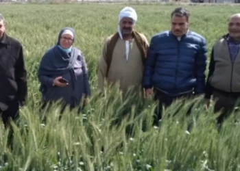 الزراعه :تجهيز الأرض ومعالجه التربه استعدادا لزراعه القمح 21 - جريدة المساء