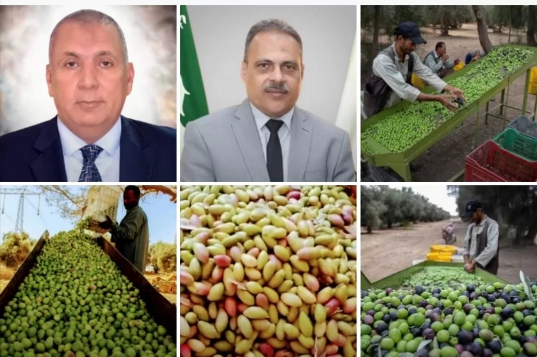 مصر رقم 1عالميا في إنتاج الزيتون.. الوصول الي 100مليون شجرة قريبا 20 - جريدة المساء مصر رقم 1عالميا في إنتاج الزيتون.. الوصول الي 100مليون شجرة قريبا 19 - جريدة المساء