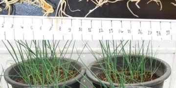 ''اكاديمية البحث العلمي'' تعلن انتاج اصناف جديدة من الخضراوات تحقق اعلى انتاجية 2 - جريدة المساء ''اكاديمية البحث العلمي'' تعلن انتاج اصناف جديدة من الخضراوات تحقق اعلى انتاجية 1 - جريدة المساء