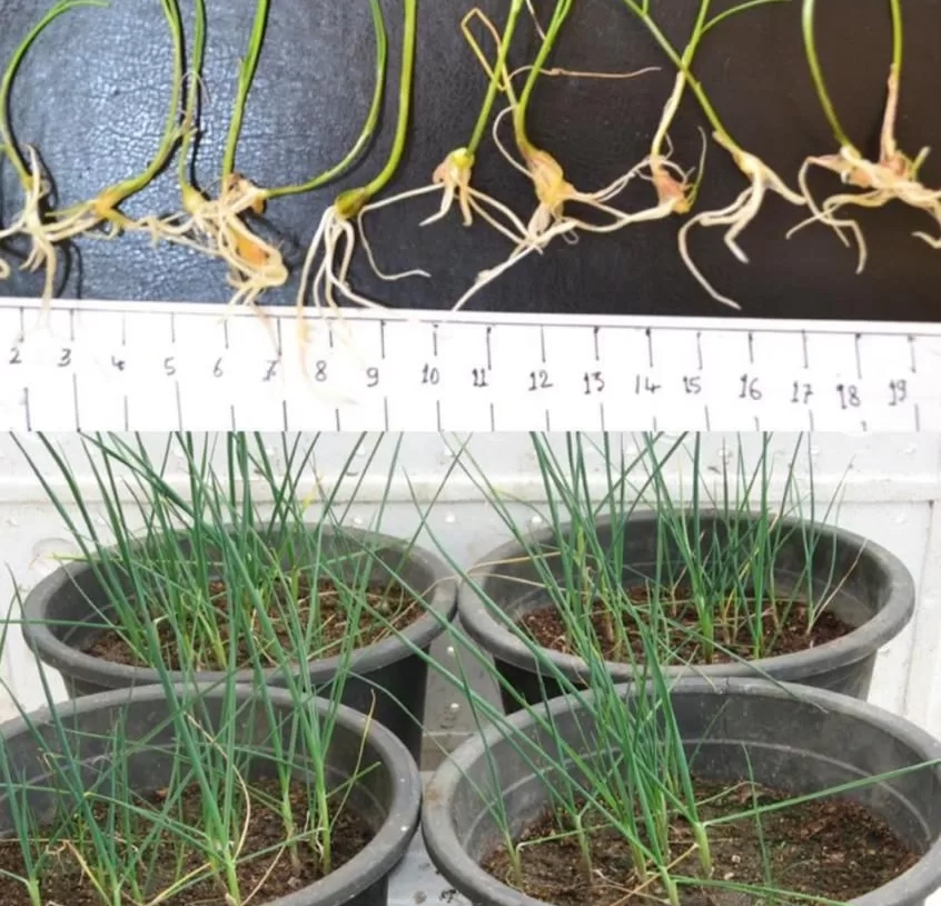 ''اكاديمية البحث العلمي'' تعلن انتاج اصناف جديدة من الخضراوات تحقق اعلى انتاجية 16 - جريدة المساء ''اكاديمية البحث العلمي'' تعلن انتاج اصناف جديدة من الخضراوات تحقق اعلى انتاجية 15 - جريدة المساء