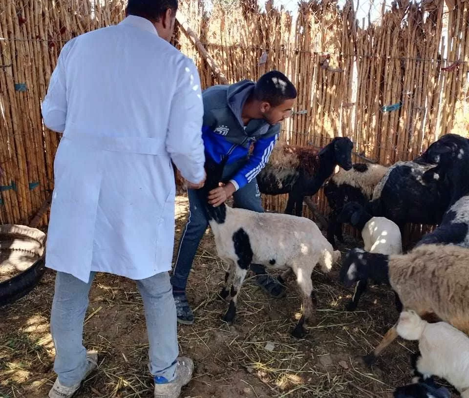 بيطري المنيا ينفذ 3 قوافل بيطرية علاجية مجانية 17 - جريدة المساء