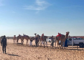 انطلاق المهرجان الدولي لسباقات الهجن بالعلمين 25 - جريدة المساء