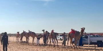 انطلاق المهرجان الدولي لسباقات الهجن بالعلمين 1 - جريدة المساء