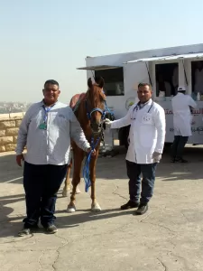 "بيطري الجيزة" تعالج 9008 من الخيول والجمال خلال 30 قافلة مجانية 73 - جريدة المساء