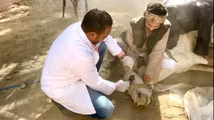 "مستقبل وطن" ينظم أكبر قافلة بيطرية بقرية البراهمة بقنا 39 - جريدة المساء