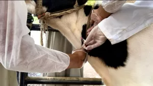 "مستقبل وطن" ينظم أكبر قافلة بيطرية بقرية البراهمة بقنا 23 - جريدة المساء