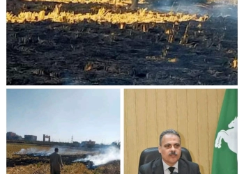 جهاز شؤون البيئة بالشرقية يحرر 701 محضر حرق قش أرز 24 - جريدة المساء