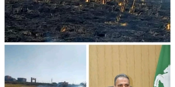 جهاز شؤون البيئة بالشرقية يحرر 701 محضر حرق قش أرز 2 - جريدة المساء جهاز شؤون البيئة بالشرقية يحرر 701 محضر حرق قش أرز 1 - جريدة المساء