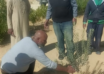 علماء وباحثو مركز الصحراء يواصلون تقديم الدعم الفنى والإرشادات لمزارعي التجمعات في سيناء 17 - جريدة المساء