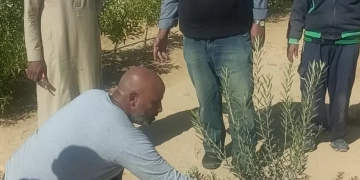 علماء وباحثو مركز الصحراء يواصلون تقديم الدعم الفنى والإرشادات لمزارعي التجمعات في سيناء 2 - جريدة المساء علماء وباحثو مركز الصحراء يواصلون تقديم الدعم الفنى والإرشادات لمزارعي التجمعات في سيناء 1 - جريدة المساء
