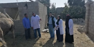 بحوث الصحراء ينظم قافلة بيطرية لتحسين الثروة الحيوانية في مدينة رأس سدر بجنوب سيناء 1 - جريدة المساء