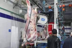 محافظ الشرقية يفتتح مجزر نصف آلي بقرية قصاصين الشرق بالحسينية 31 - جريدة المساء محافظ الشرقية يفتتح مجزر نصف آلي بقرية قصاصين الشرق بالحسينية 30 - جريدة المساء