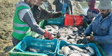 بإنتاجية تبلغ ١٥ طن اسماك طازجة.. بشائر صيد الحوض الثاني من المزرعة السمكية بالفرافرة 1 - جريدة المساء