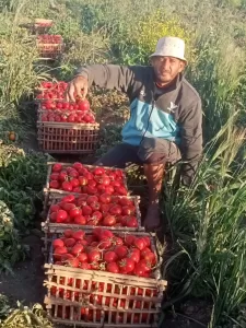 عندما يبتسم النيل لصحراء النخيل..."الطبلاوى" يعيد اكتشاف خط إنتاج لدعم الاكتفاء والتصدير 25 - جريدة المساء