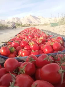 عندما يبتسم النيل لصحراء النخيل..."الطبلاوى" يعيد اكتشاف خط إنتاج لدعم الاكتفاء والتصدير 27 - جريدة المساء
